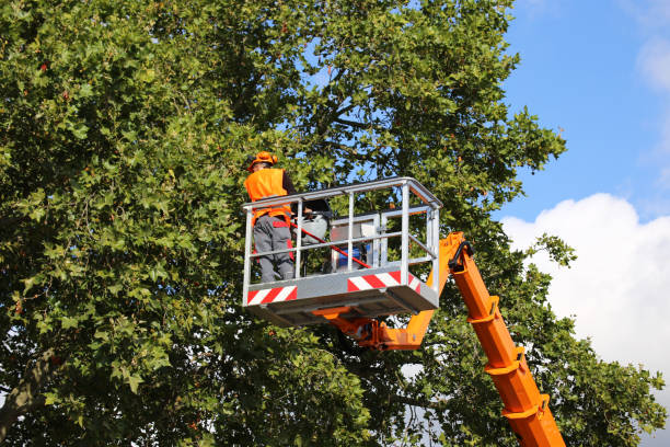 Professional Tree Service in Onawa, IA